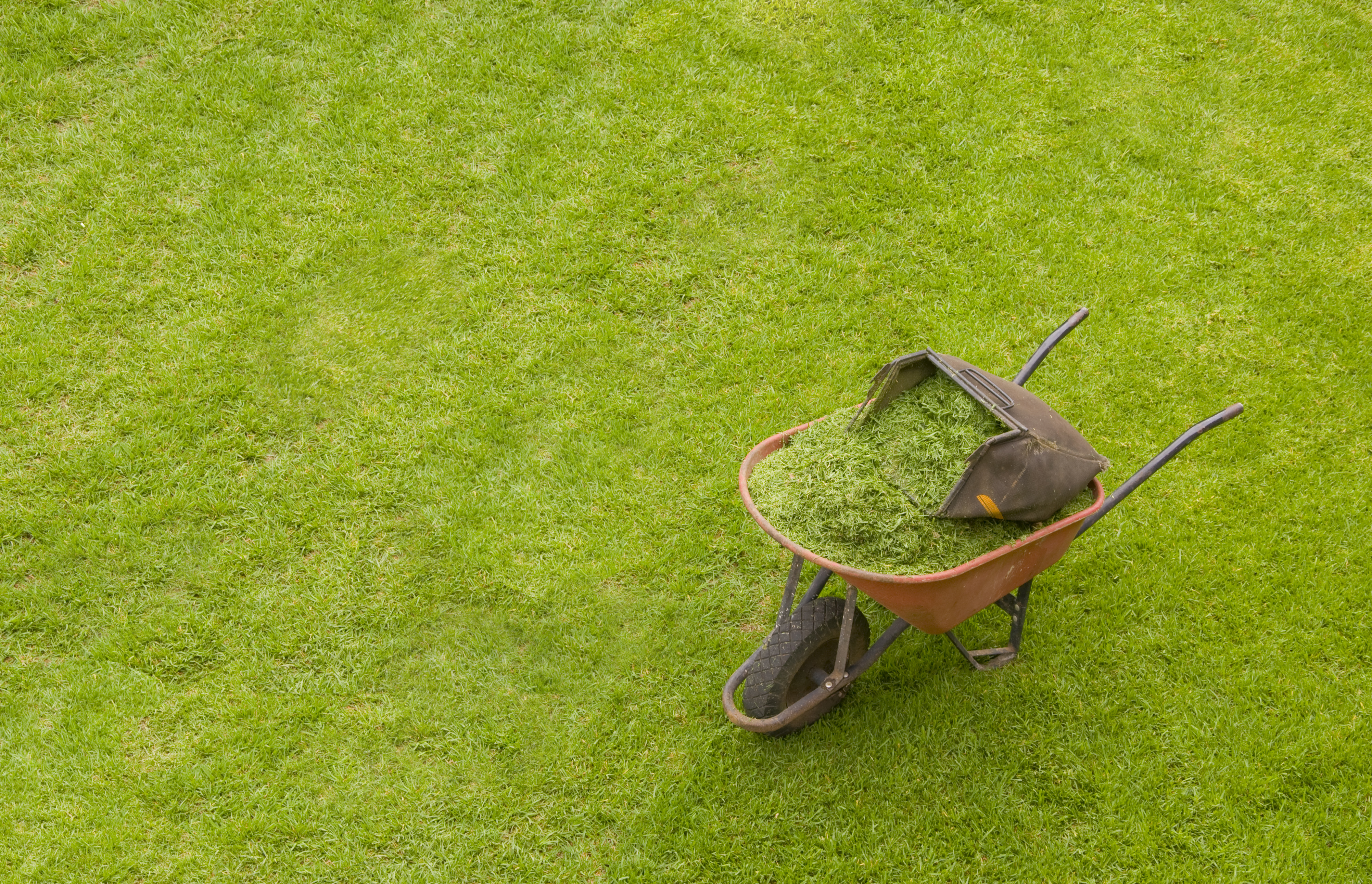 a wheelbarrow full of freshly mowed grass