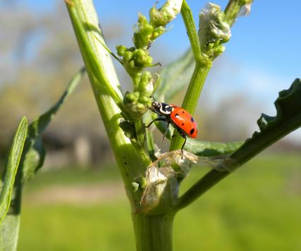 ladybug on a green plant